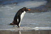 Picture 'Ant1_1_00463 Eudyptes Chrysocome, Penguin, Rockhopper Penguin, Antarctica and sub-Antarctic islands, Falkland Islands, Saunders Island'